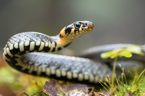 pantherophis guttatus scaleless, isolated on white