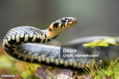 istock Grass snake 624626136