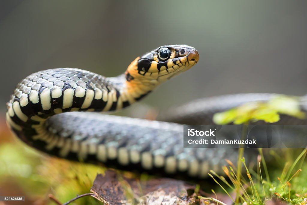 Grass snake Grass snake (Natrix natrix) Snake Stock Photo