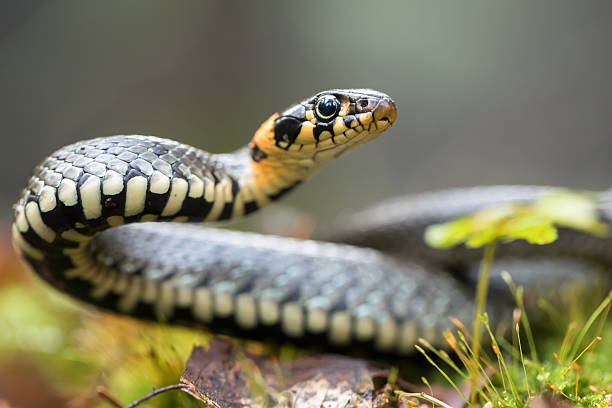 Grass snake Grass snake (Natrix natrix) curled up photos stock pictures, royalty-free photos & images
