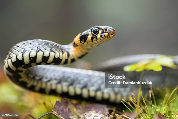 Grass Snake Stock Photo - Download Image Now - Snake, Grass Snake, Grass