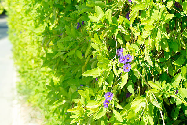 istock Floral postcard for your design 624626146