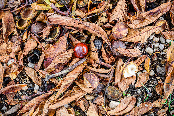 istock Horse chestnut - Aesculus hippocastanum on forest floor with lea 624626210