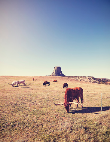 Vintage stylized cows and bison with Devils Tower in distance, top attraction in Wyoming State, USA.