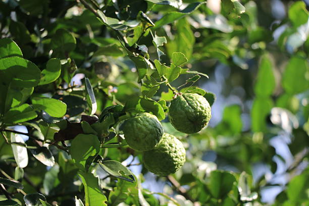 istock Fresh bergamot on the tree, herb for health 624627348