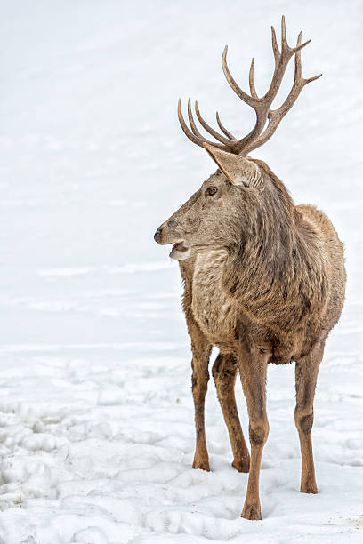 istock male deer portrait while looking at you on snow background 624627386