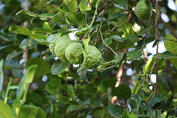 istock Fresh bergamot on the tree, herb for health 624627432