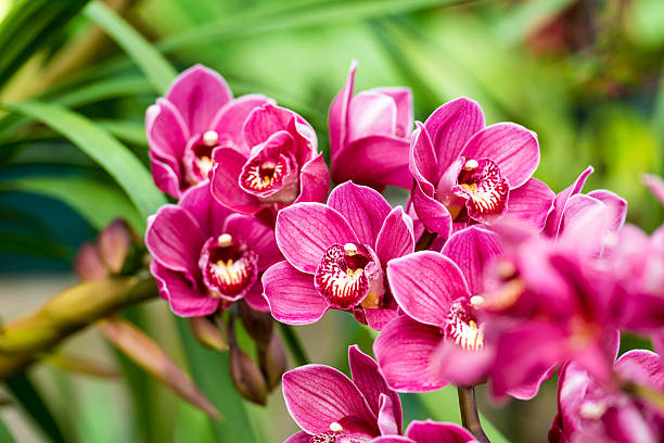 puple cymbidium flower puple cymbidium flower orchid photos stock pictures, royalty-free photos & images