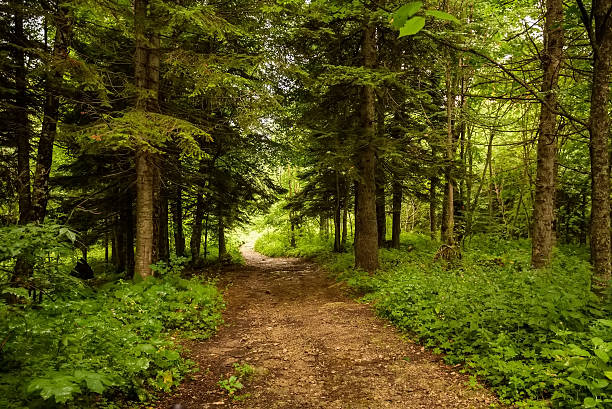 istock Scenic view of a green forest 624627912