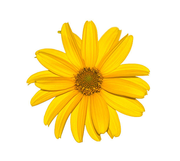 istock Yellow flower isolated on white, natural calendula. 624628916