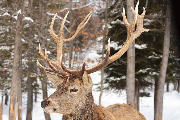 istock Male wapiti, also called elk. 624630832