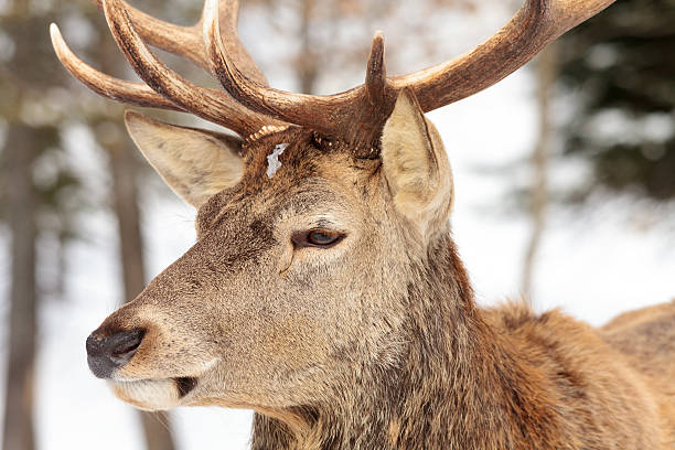 istock Male wapiti, also called elk. 624631010