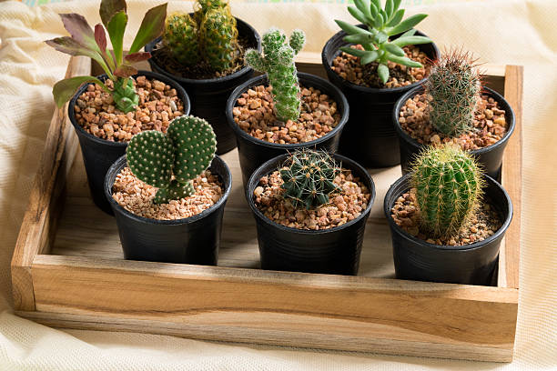 istock The cactus in pot on wooden box 624631212