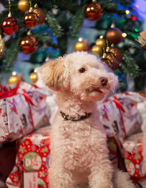 istock Cute little dog with Christmas tree and presents 624641904