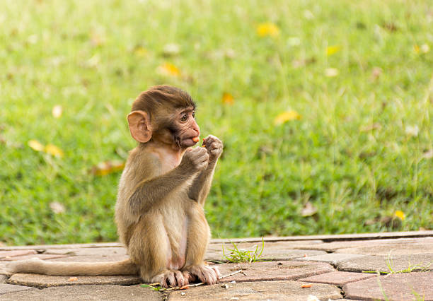 baby monkey im park - kruger national park monkey baboon africa stock-fotos und bilder