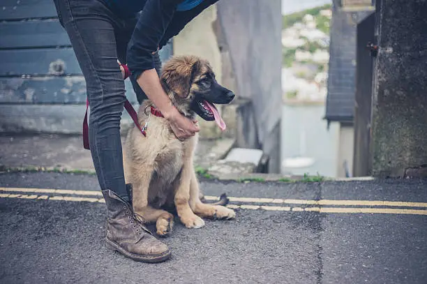A young woman is holding a Leonberger puppy in the street