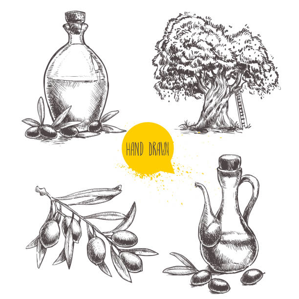 ilustraciones, imágenes clip art, dibujos animados e iconos de stock de juego de rama de olivo con aceitunas, botellas y árbol. - cosechar ilustraciones