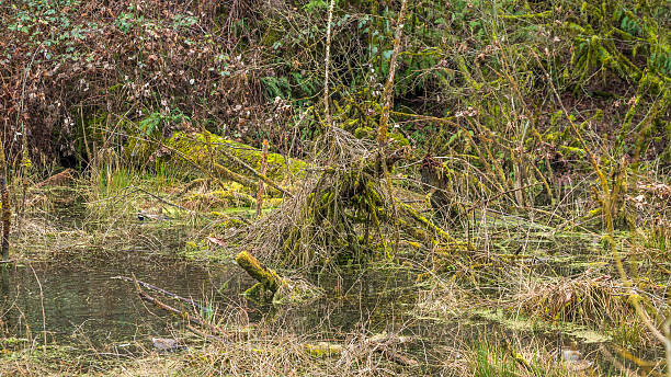 istock Scenic swamp in the autumn forest 624650572