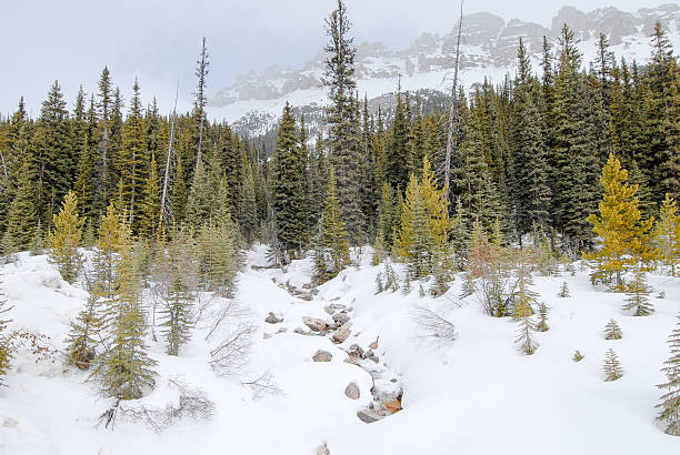 istock Stream Covered With Snow in Winter, Canadian Rockies, Alberta, Canada 624652824