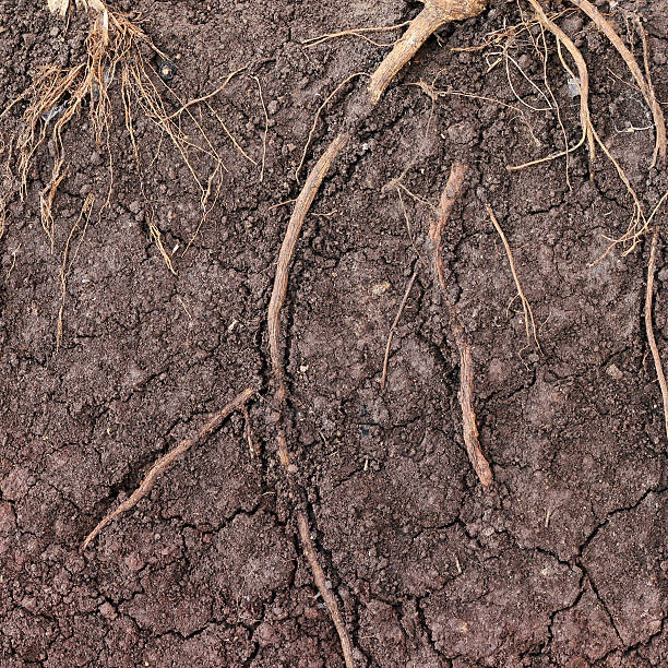 istock The root of the tree in the ground 624653804