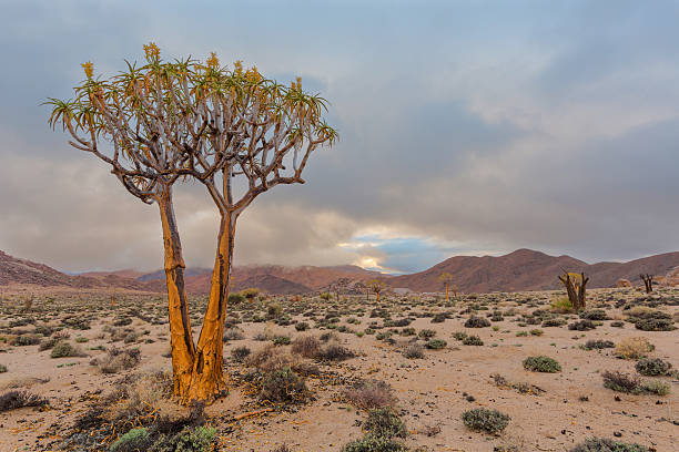 árbol de carcaj floreciente - richtersveld national park fotografías e imágenes de stock