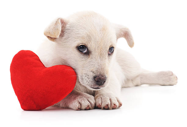 cachorrinho com coração. - valentines day friendship puppy small - fotografias e filmes do acervo