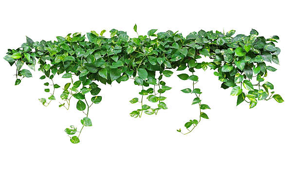 istock Heart shaped leaves vine, devil's ivy, golden pothos, isolated o 624656486