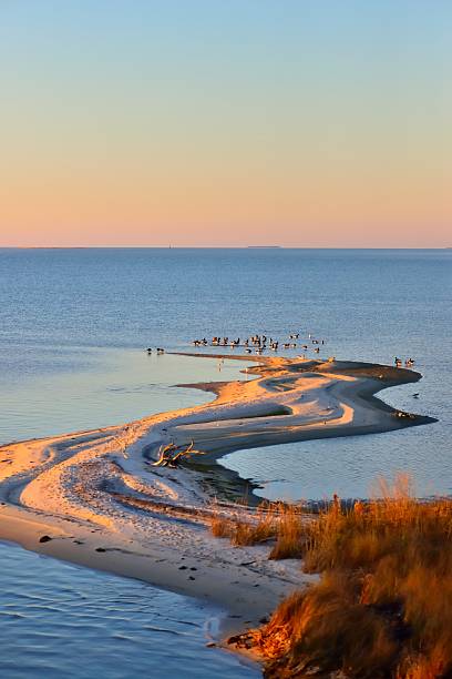 Sinepuxent Bay Sandbar and Geese