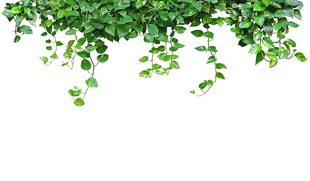 istock Heart shaped leaves vine, devil's ivy, golden pothos, isolated o 624656718