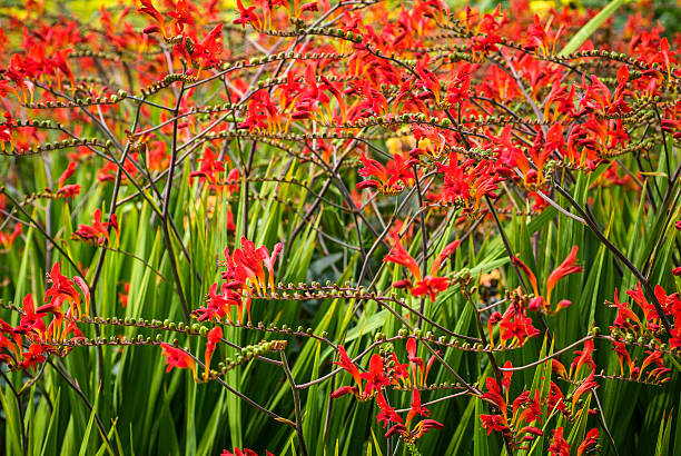 Crocosmia masoniorum Crocosmia masoniorum crocosmia stock pictures, royalty-free photos & images