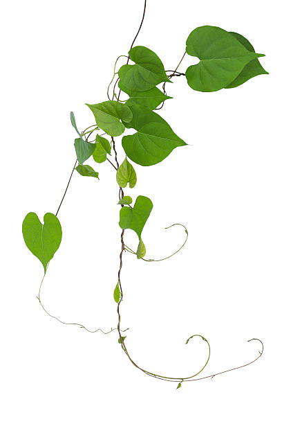 istock Heart shaped green leaves wild vine with branches tendrils isolated 624671502