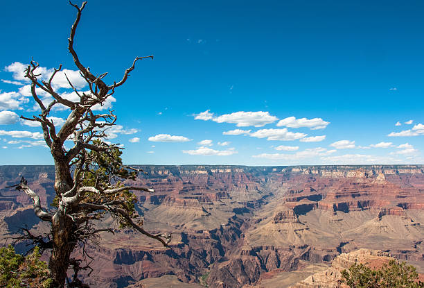 istock Shrivelled tree on Grand Canyon, Arizona USA 624671652