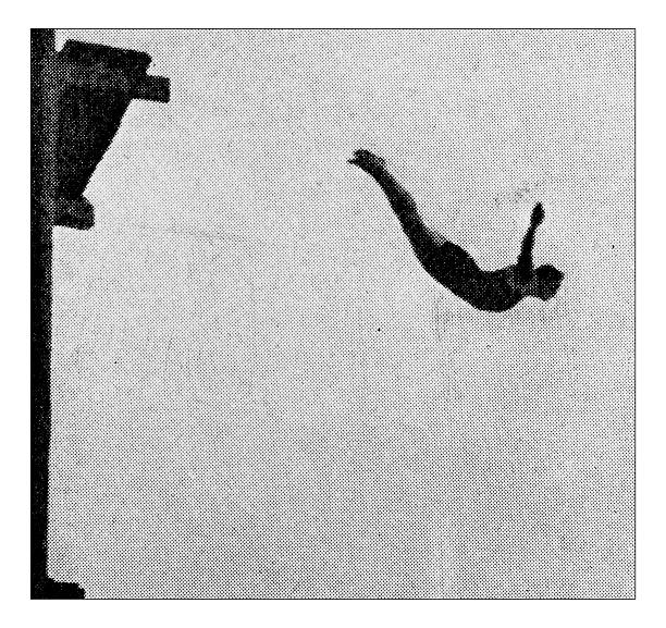 Antique dotprinted photograph of Hobbies and Sports: Diving Antique dotprinted photograph of Hobbies and Sports: Diving diving into water photos stock illustrations