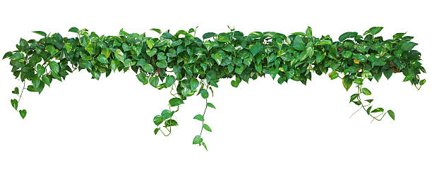 istock Heart shaped leaves vine, devil's ivy, golden pothos, isolated o 624672124