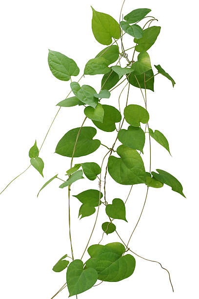 istock Heart shaped green leaves climbing vines isolated on white backg 624672800