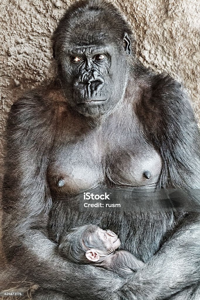 Female gorilla with baby Female gorilla with her baby closeup Gorilla Stock Photo