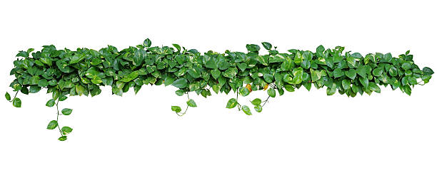 istock Heart shaped leaves vine, devil's ivy, golden pothos, isolated o 624674086