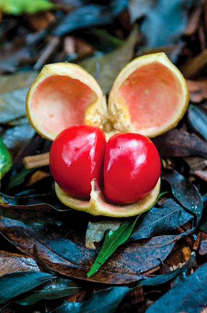 istock Fruit of Small-leaved Tamarind or Diploglottis campbellii 624674810
