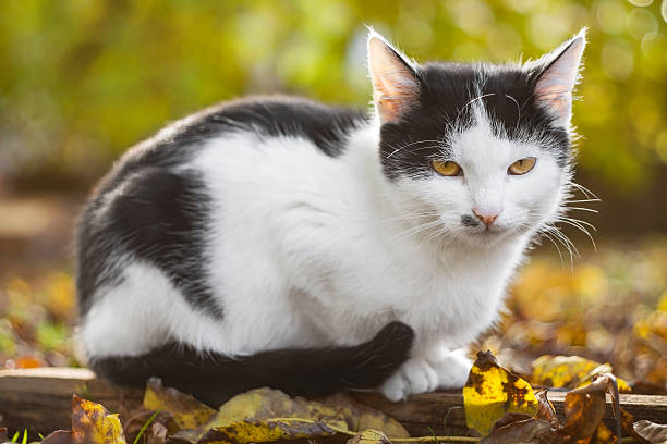 istock Little cat sits on fallen leaves in autumn 624675022