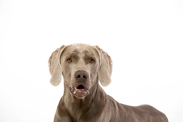 istock Weimaraner dog isolated on white 624675096