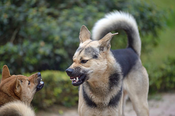 Dog Fight Stock Photo - Download Image Now - Dog, Fighting, Biting - iStock