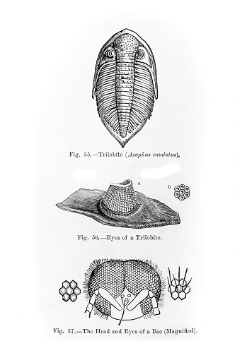 An image of a trilobite, it's eye and a bees eye from an 1895 antique book \