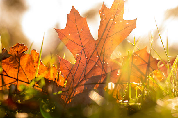 herbstblätter im gras, herbstblätter fallen - grass maple tree nature dew stock-fotos und bilder