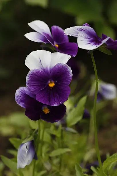 Photo of Violet flower with yellow center.