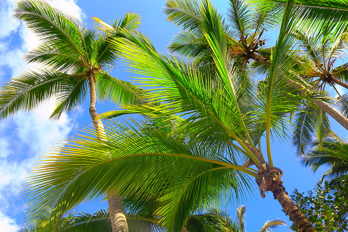 Tropical paradise relax, dramatic landscape, below coconut palm trees shadow