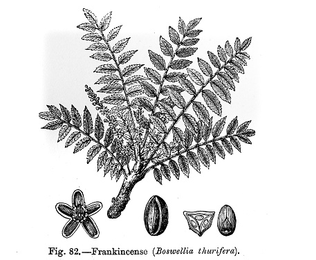 Detail of the frankincense plant  from an 1895 antique book \