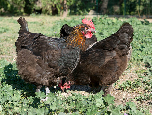 istock marans chicken in garden 624679856