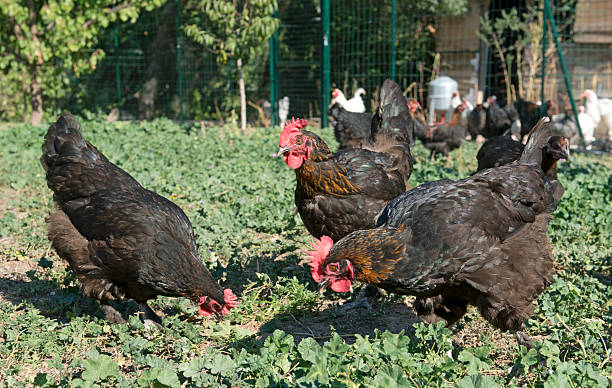 marans chicken in garden