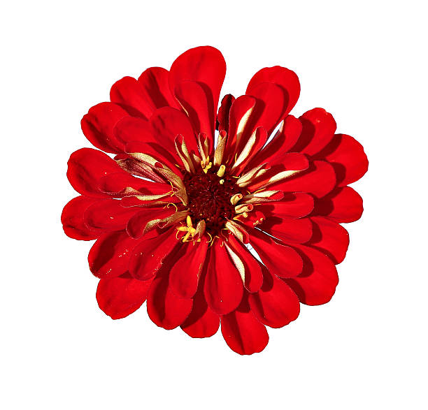istock Bright red flower zinnia isolated 624680734