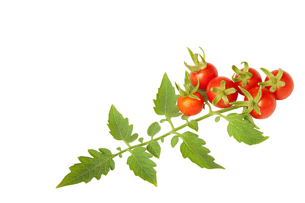 istock Ripe potatoes with leaves branch isolated on white background, c 624680874